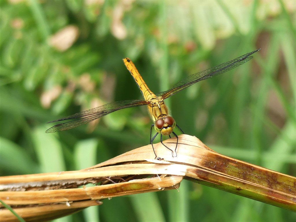 Sympetrum_sanguineum